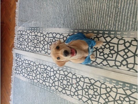 3 aylık yavru golden retriever