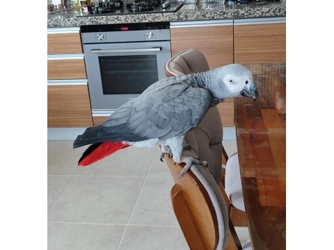 Evcil konuşan jako papağanı