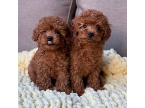 Full safkan toy poodle yavrumuz teslime hazır