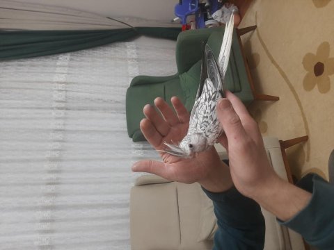 2 aylık sultan papağanı