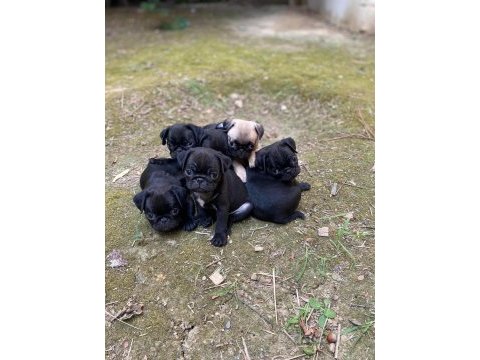Siyahın en güzel tonu pug bebekler yeni evi için hazır