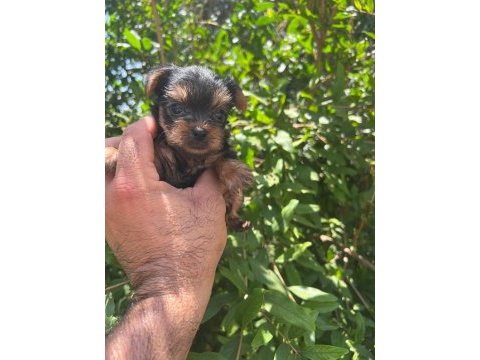 Teacup yorkshire terrier hazır