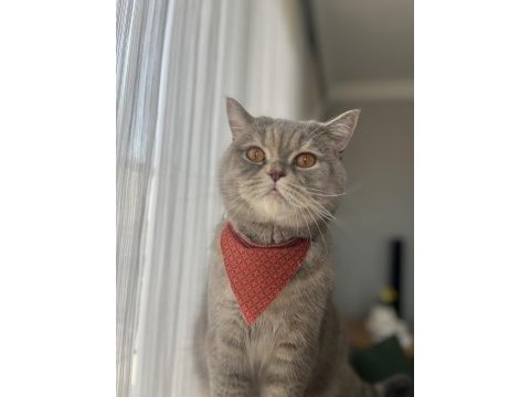 British shorthair 2,5 yaşında