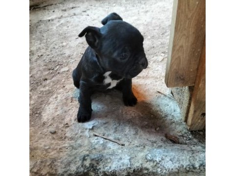 İlgilenen arkadaşlara french bulldog