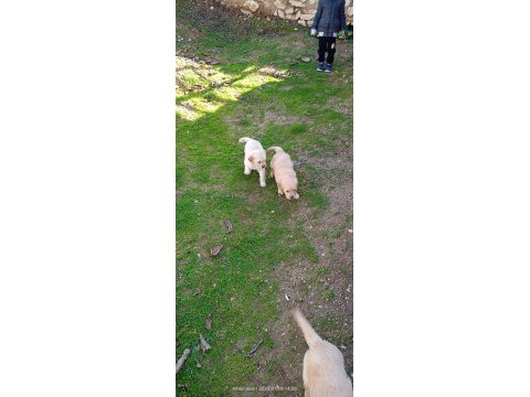 35 günlük macar golden retriever bebekler