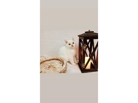 British shorthair ve scottish 2.5 aylık yavru