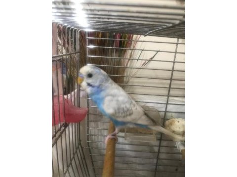 Muhabbet kuşu 3 aylık