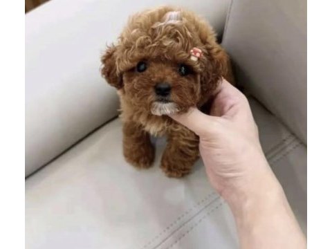 Toy poodle kore minyatür hepsi mevcut