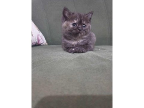 Dişi british shorthair bebeğimiz yeni yuvasını arıyor