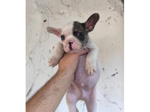 Kaliteli ve özel renkli french bulldog yavrular