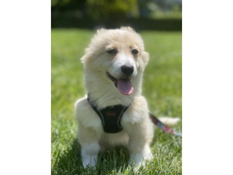 4 aylık maltipoo