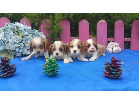Çok sevimli cavalier king charles yavrularımız
