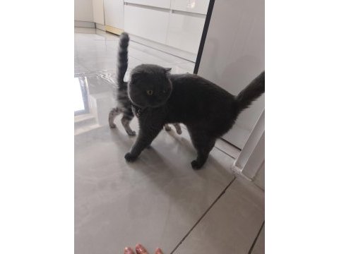 Acil ücretsiz scottish fold sahiplendirme
