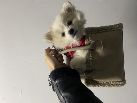 Pomeranian spitz