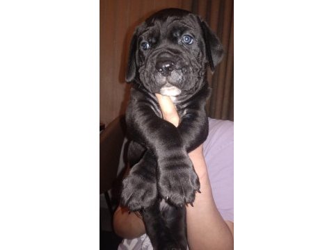 Cane corso