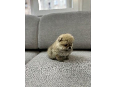 Pomeranian boo erkek ve dişi yavrularımız