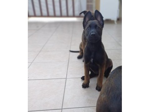 Üst düzey fcı kıf secereli malinois yavrularım