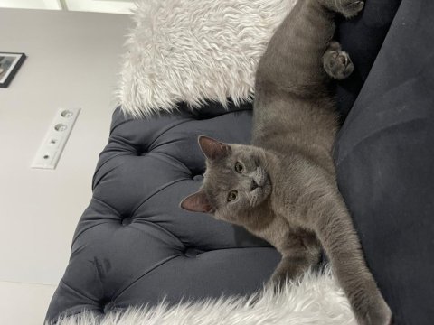 British longhair kedisi sahiplendirme