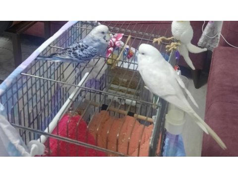 Çift yumurtlayan 1 yaşında muhabbet kuşları