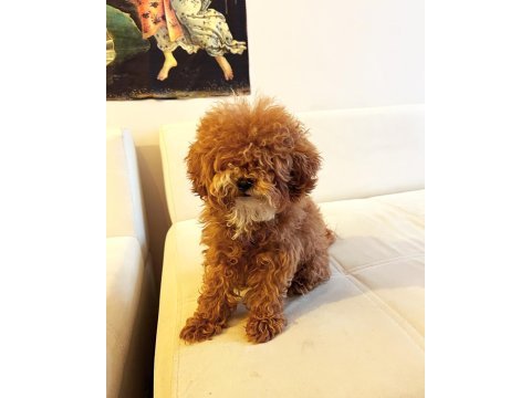 9 aylık dişi toy poodle