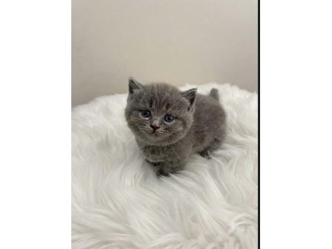Munchkin cüce kısa bacak