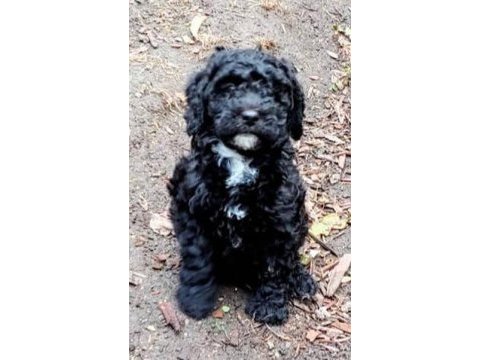 Tuzla ücretsiz terrier