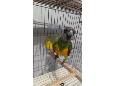 Senegal papağanı 13 aylık