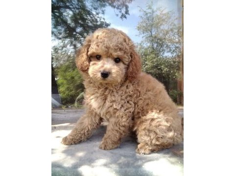 Ürk garantili poodle yavrular