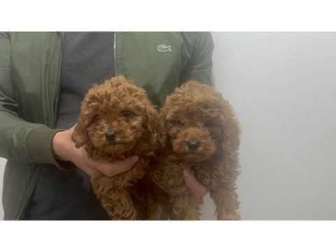 A kalite toy poodle yavruları