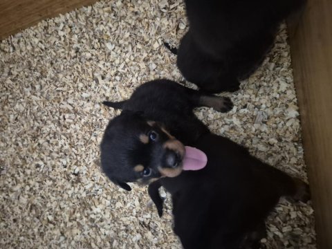 Mükemmel anatomi rottweiler