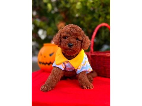 Show kalite toy poodle