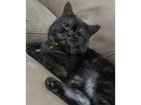 Ücretsiz british shorthair