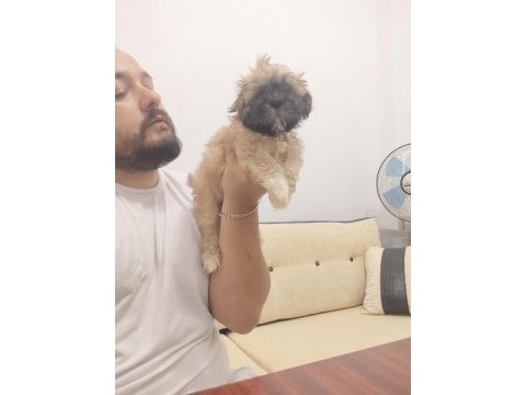 Safkan sıfır numara erkek shih tzu