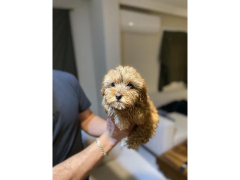 Maltipoo bebekler