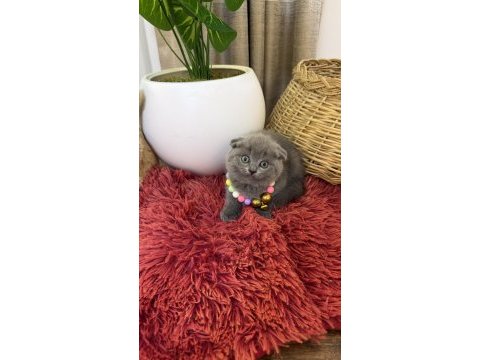 Top kafa scottish fold bebekler