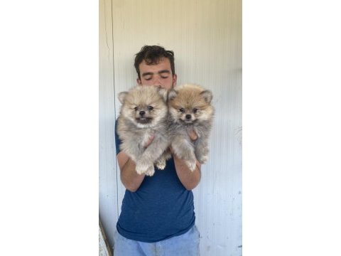 A kalite pomeranıan boo yavruları