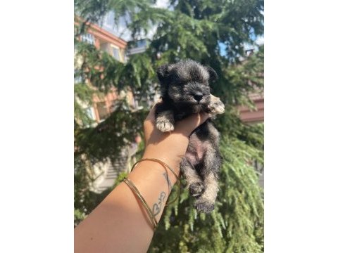 Schnauzer tatlışşş bebişleer