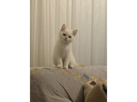 Sevimli british shorthair