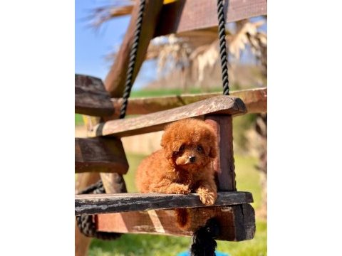 Wc eğitimli toy poodle yavruları 