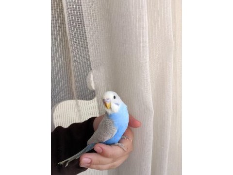 Cins yavru muhabbet kuşu