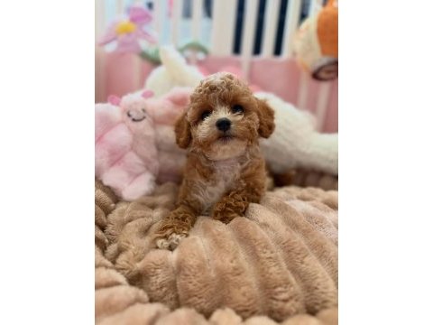Yasal köpek çiftliğinden maltipoo yavrularımız