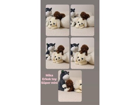 Toy poodle yavrum aşılı sağlıklı
