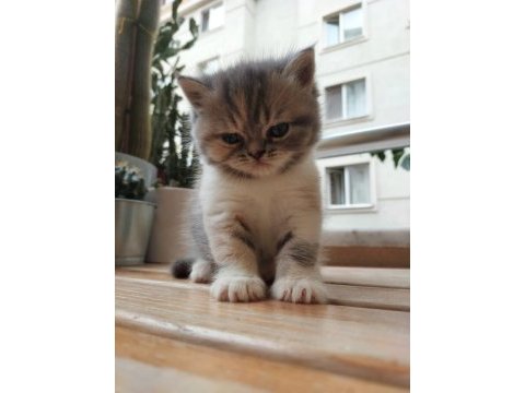 Exotic shorthair son yavru