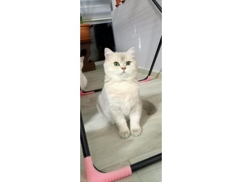 Ay11 blue golden british shorthair