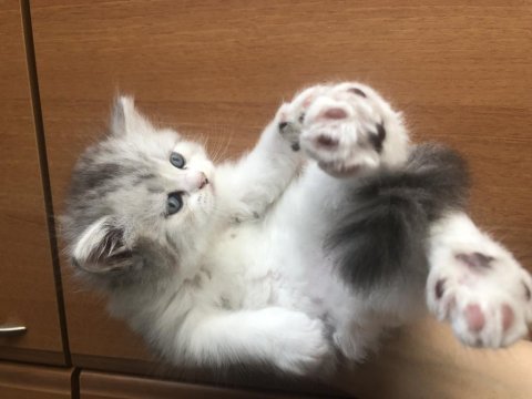 British longhair sağlıklı kaliteli yavrular