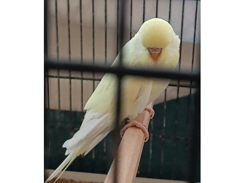 Yeni yeme düşen cremio show erkek muhabbet kuşu