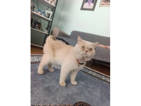 Garfield erkek kedimiz