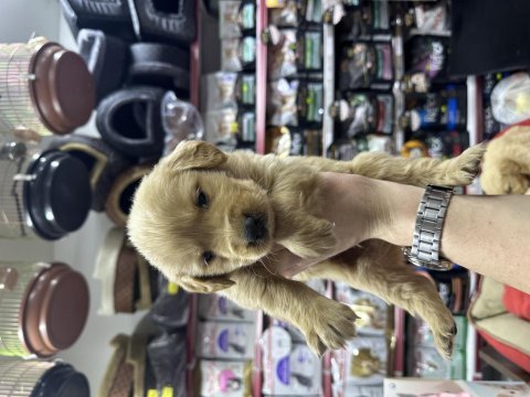Golden retriever bebekler