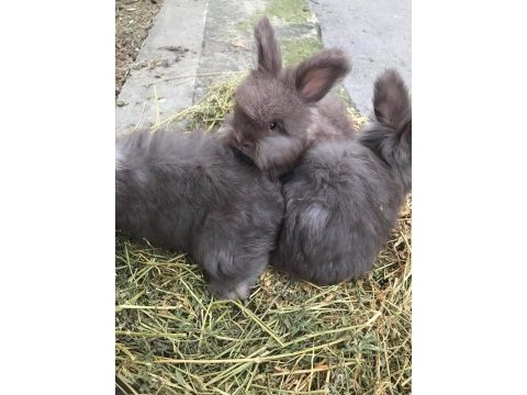 Angora tavşanı