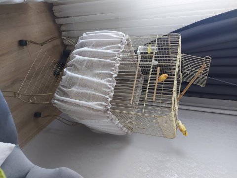 Erkek ve dişi kanarya harika büyük kafesle birlikte